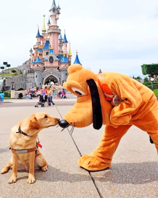 A Dog With Pluto New Painting By Numberss.png