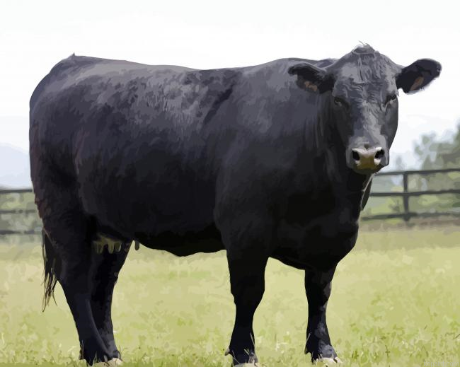 Aberdeen Angus Paint By Numbers.png