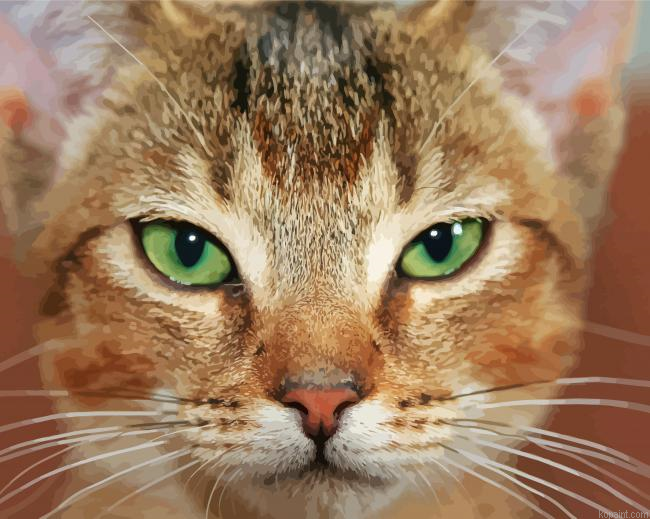 Abyssinian Cat Close Up Painting By Numberss.png
