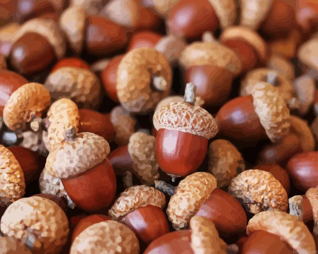 Acorn Nuts Food Painting By Numberss.png