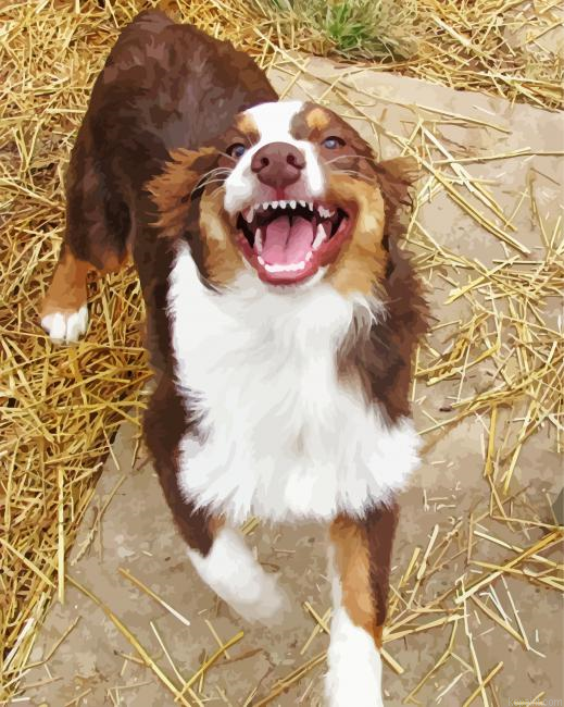Adorable Australian Shepherd Dog Painting By Numberss.png
