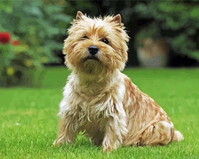 Adorable Cairn Terrier Dog Painting By Numberss.png