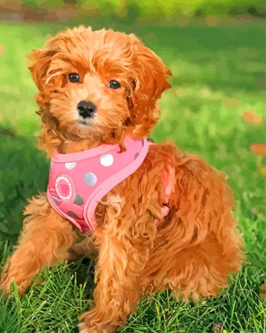 Adorable Cavapoo Painting By Numberss.png