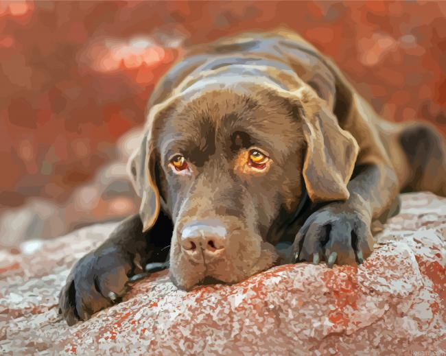 Adorable Chocolate Labrador Painting By Numberss.png