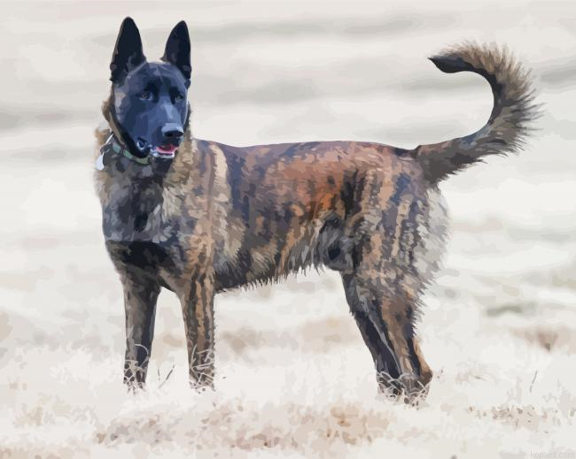 Adorable Dutch Shepherd Dog Painting By Numberss.png