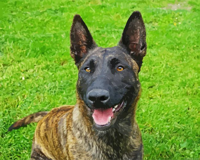 Adorable Dutch Shepherd Painting By Numberss.png
