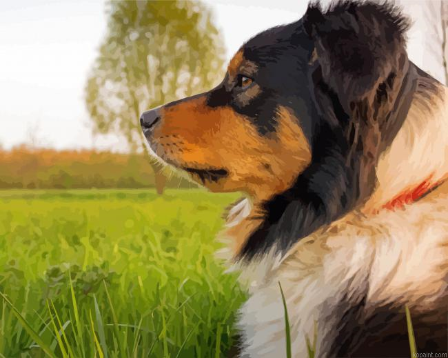 Adorable Greater Swiss Mountain Dog Painting By Numberss.png
