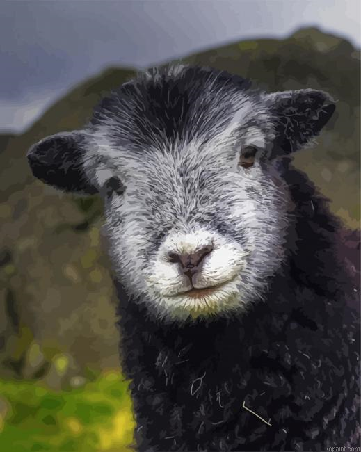 Adorable Herdwick Sheep Painting By Numberss.png