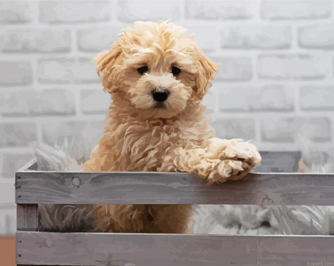 Adorable Maltipoo Dog Painting By Numberss.png