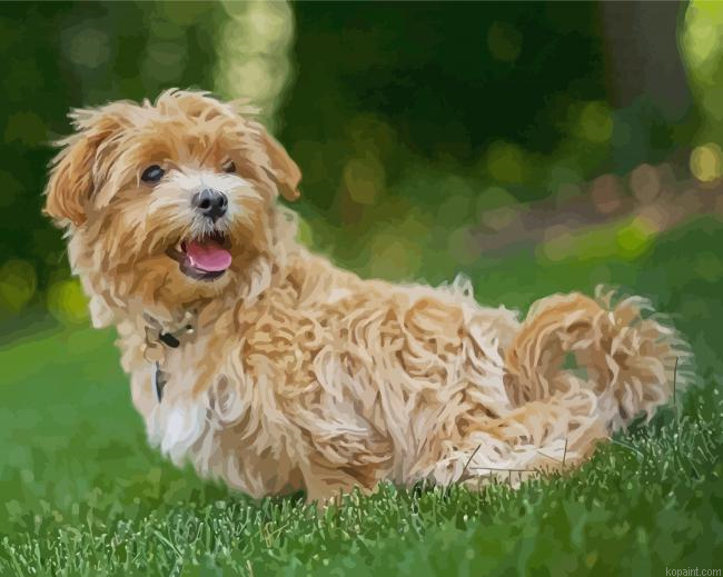 Adorable Maltipoo Painting By Numberss.png
