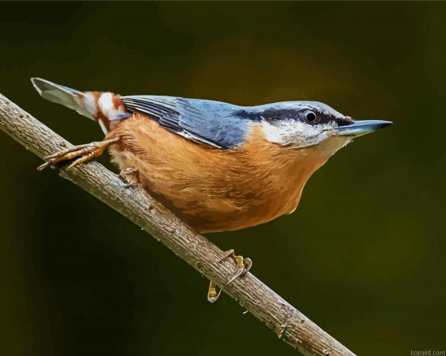 Adorable Nuthatch Bird Paint By Numbers.png