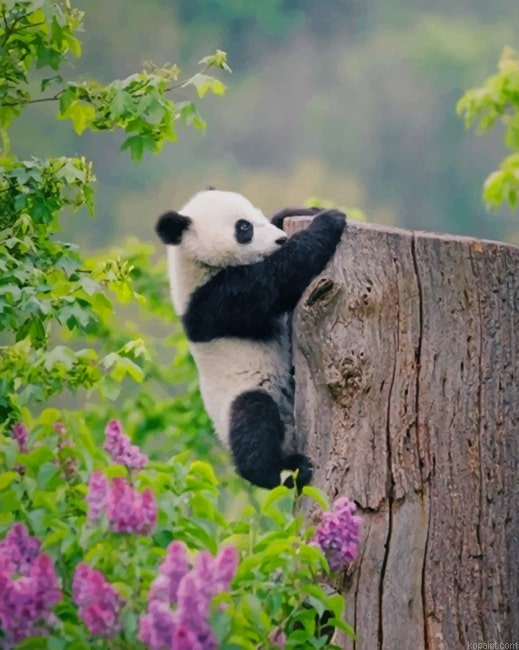 Adorable Panda New Painting By Numberss.png