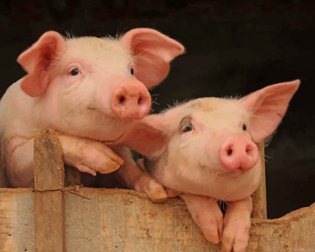 Adorable Pigs New Painting By Numberss.png