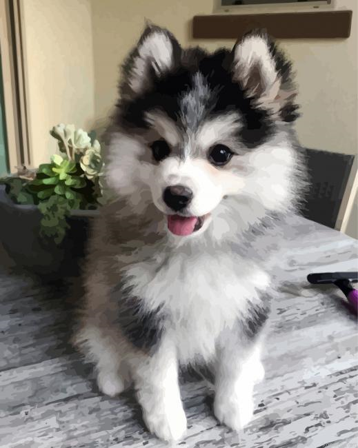 Adorable Pomsky Painting By Numberss.png
