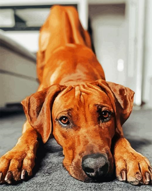 Adorable Ridgeback Painting By Numberss.png