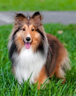 Adorable Sheltie Painting By Numberss.png