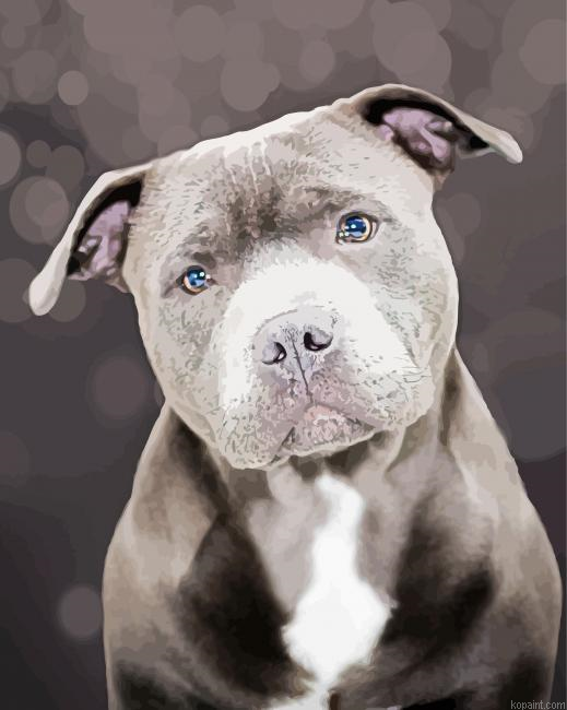 Adorable Staffy Painting By Numberss.png