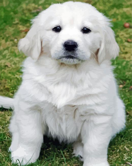 Adorable White Retriever Puppy Painting By Numberss.png