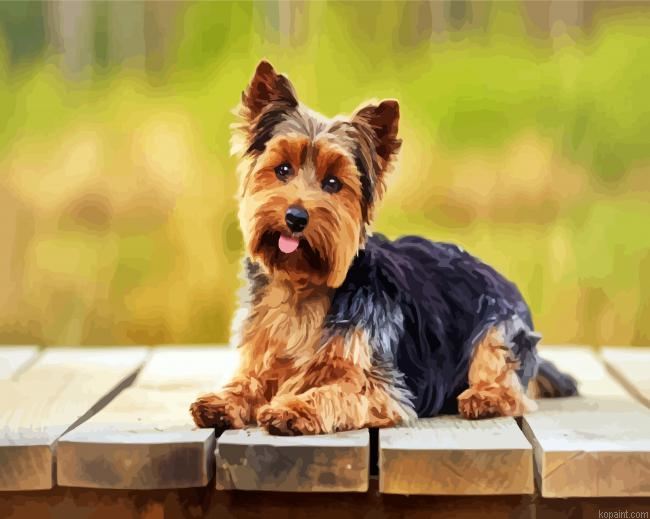 Adorable Yorkie Dog Painting By Numberss.png