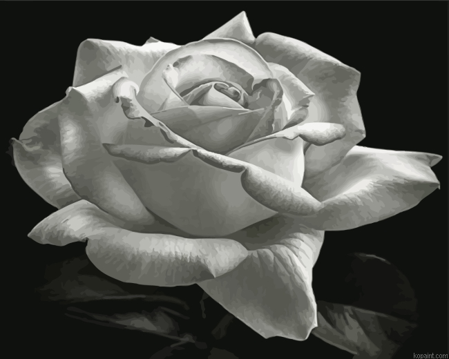Aesthetic Black And White Rose Painting By Numberss.png