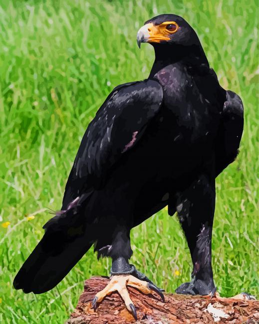 Aesthetic Black Eagle Bird Painting By Numberss.png