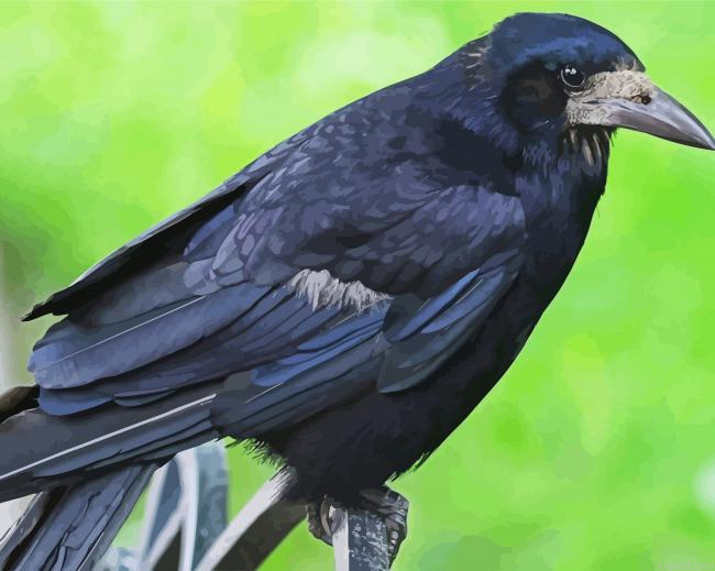 Aesthetic Black Rook Bird Animal Paint By Numbers