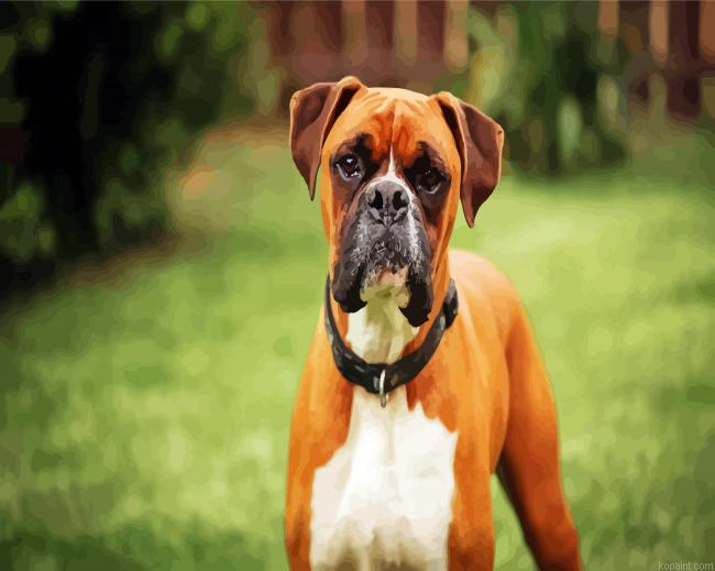 Aesthetic Boxer Dog Painting By Numberss.png