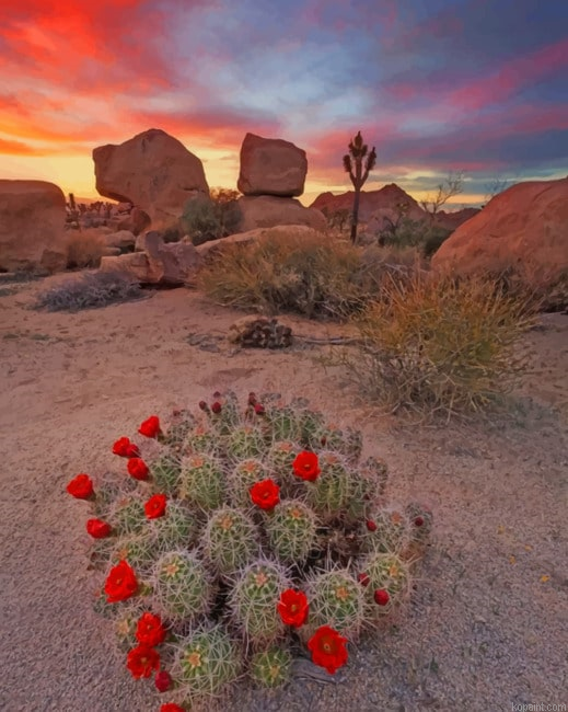 Aesthetic Cactus Plants New Painting By Numberss.png