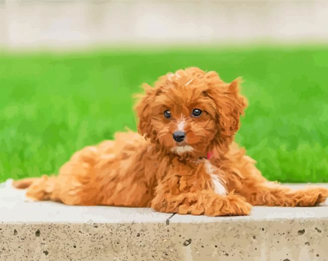 Aesthetic Cavapoo Puppy Painting By Numberss.png