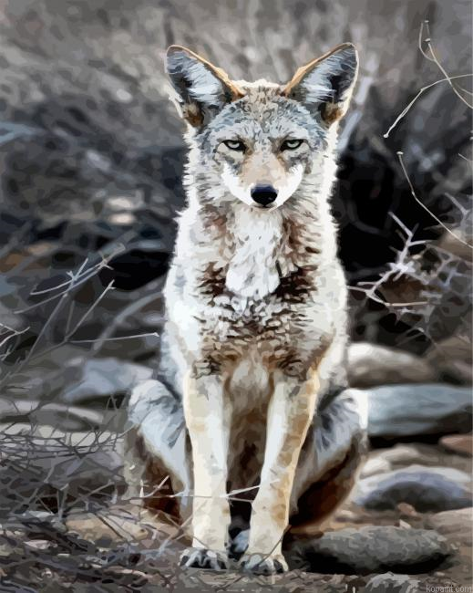 Aesthetic Coyote Paint By Numbers.png