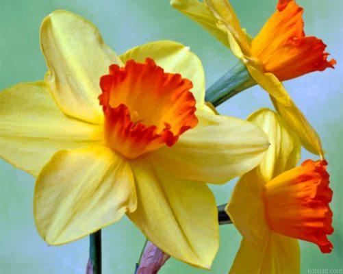 Aesthetic Daffodils Painting By Numberss.png