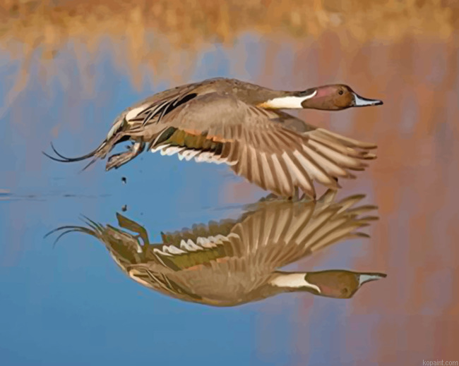 Aesthetic Duck In Flight Painting By Numberss.png