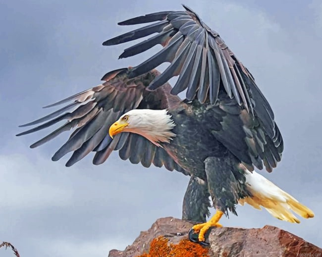 Aesthetic Eagle Birds Painting By Numberss.png