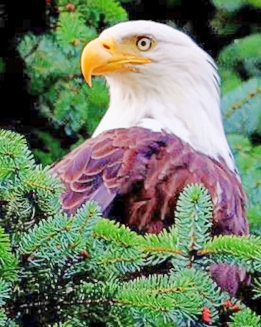 Aesthetic Eagle New Painting By Numberss.png