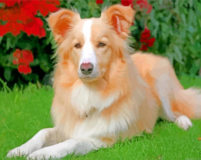 Aesthetic Golden Border Collie Painting By Numberss.png