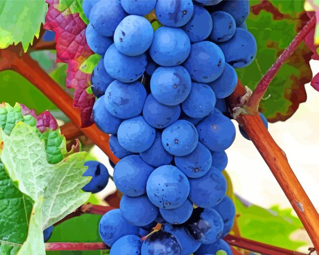 Aesthetic Grape Vines Painting By Numberss.png