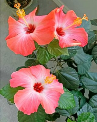 Aesthetic Hibiscus Painting By Numberss.png