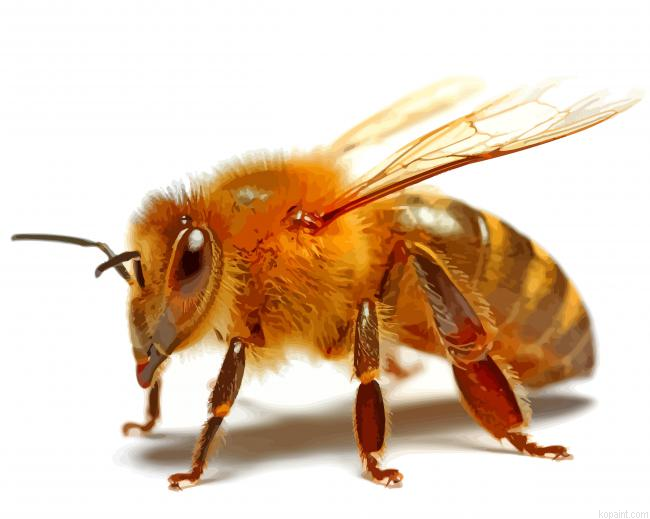 Aesthetic Honeybee Illustration Painting By Numberss.png