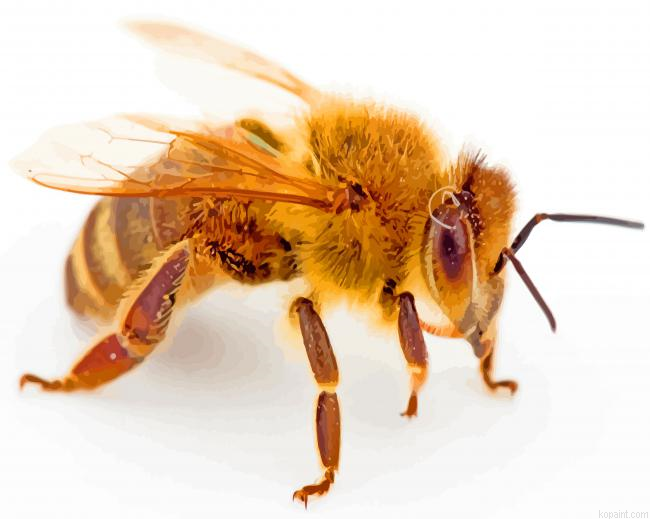 Aesthetic Honeybee Painting By Numberss.png