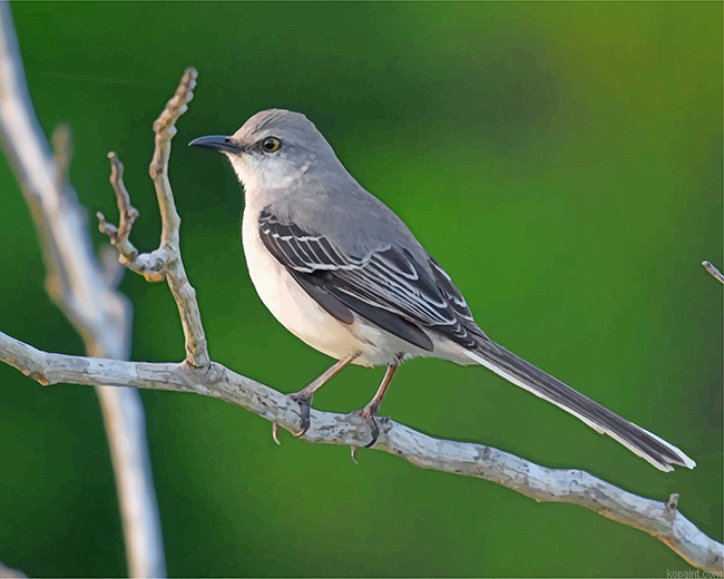 Aesthetic Mockingbird Painting By Numberss.png