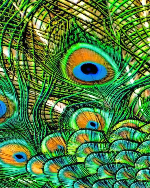 Aesthetic Peacock Feather Painting By Numberss.png