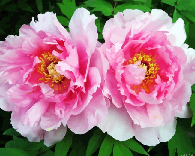 Aesthetic Pink Pivoines Paint By Numbers.png