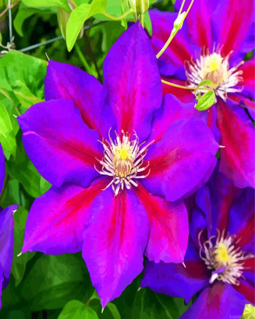 Aesthetic Purple Clematis Painting By Numberss.png