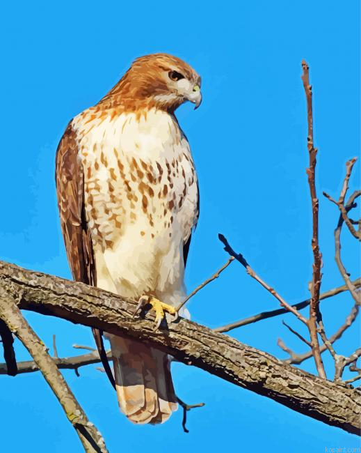 Aesthetic Red Tail Hawk Bird Painting By Numberss.png
