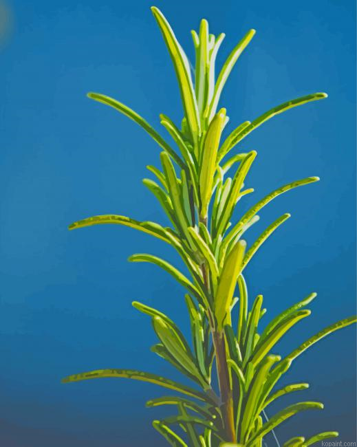Aesthetic Rosemary Paint By Numbers