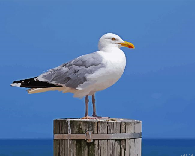 Aesthetic Seagull Paint By Numbers