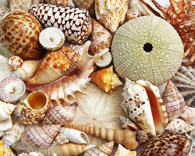 Aesthetic Seashell Painting By Numberss.png