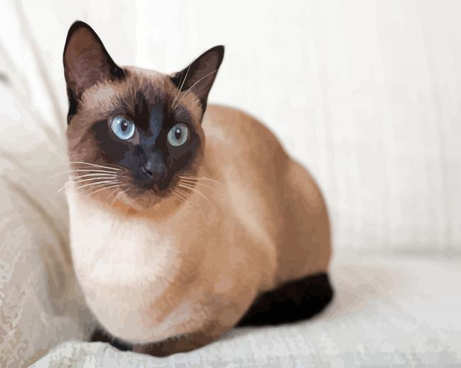 Aesthetic Siamese Cat Paint By Numbers