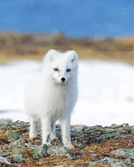 Aesthetic Snow Fox Paint By Numbers