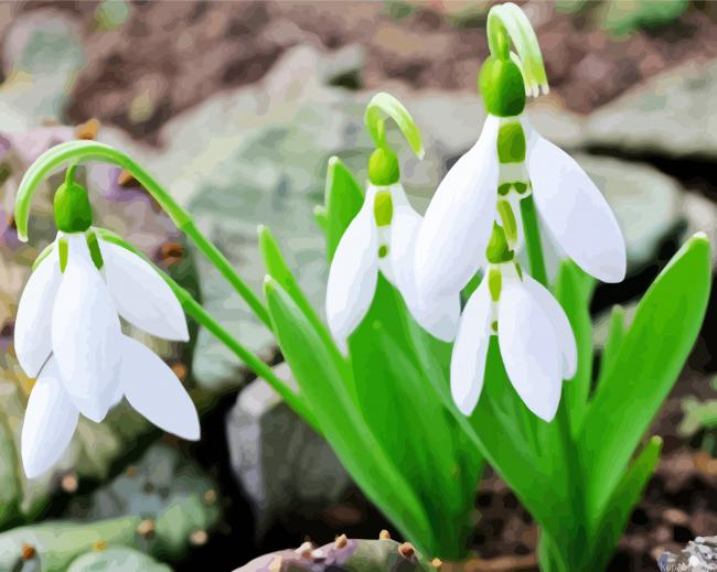 Aesthetic Snowdrop Flowers Painting By Numberss.png